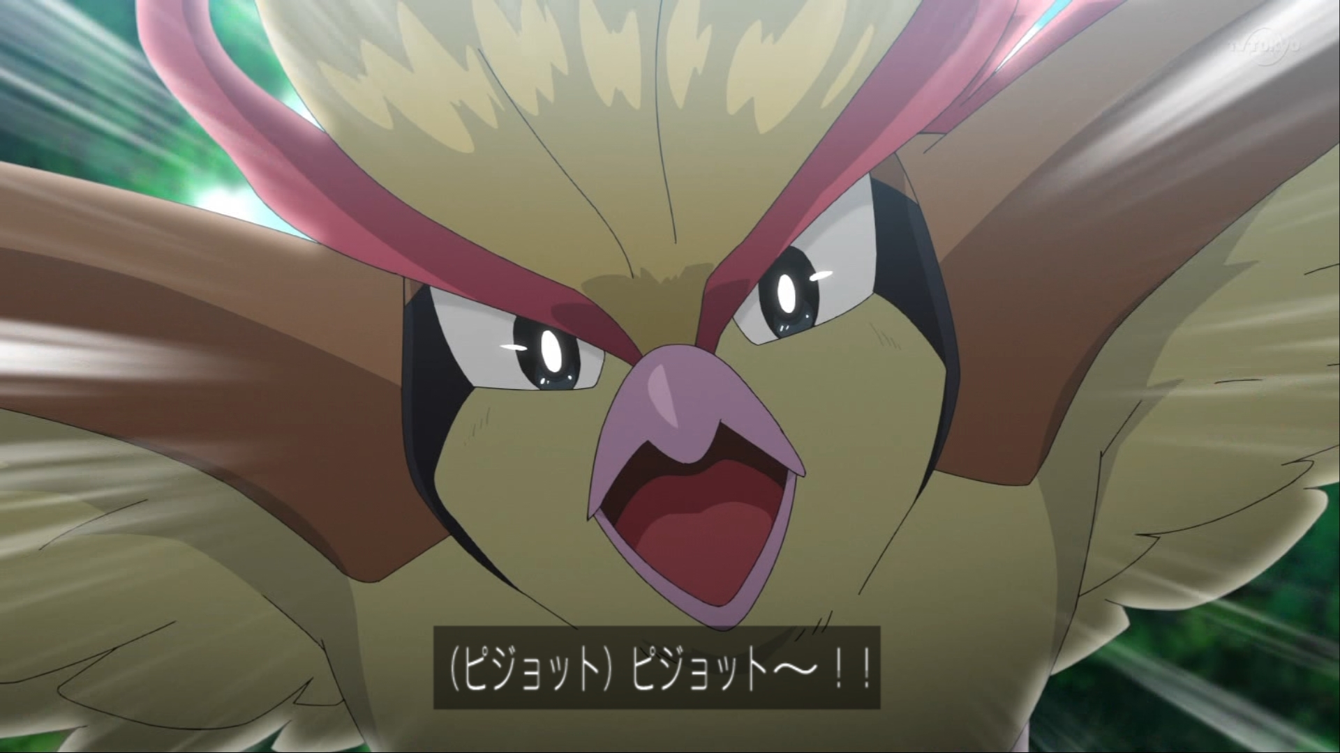 드디어 피존투가 나왔다는 글에 난리난 원피스갤 | 인스티즈