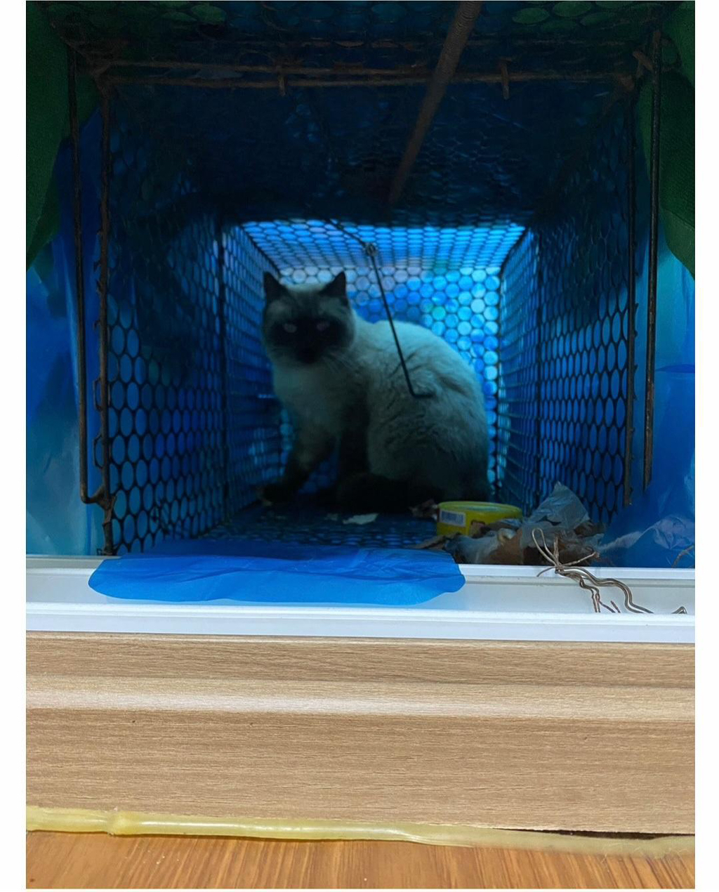 집냥이가 된 어느 길냥이 이야기 | 인스티즈