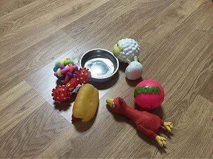 밥안먹는 댕댕이 밥먹이는 방법.JPG | 인스티즈