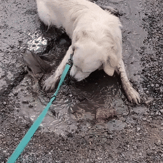견주들 멘붕 오는 상황 | 인스티즈