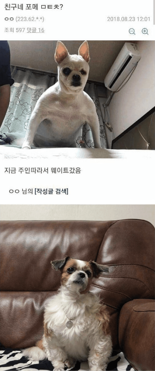 디씨 댕댕이 인증 레전드 모음 | 인스티즈