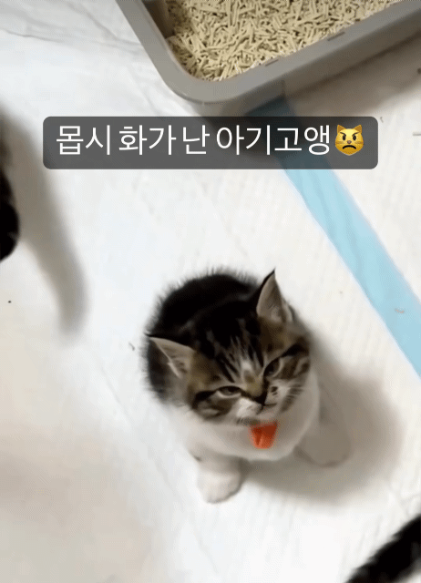 몹시 화가 난 고양.gif | 인스티즈