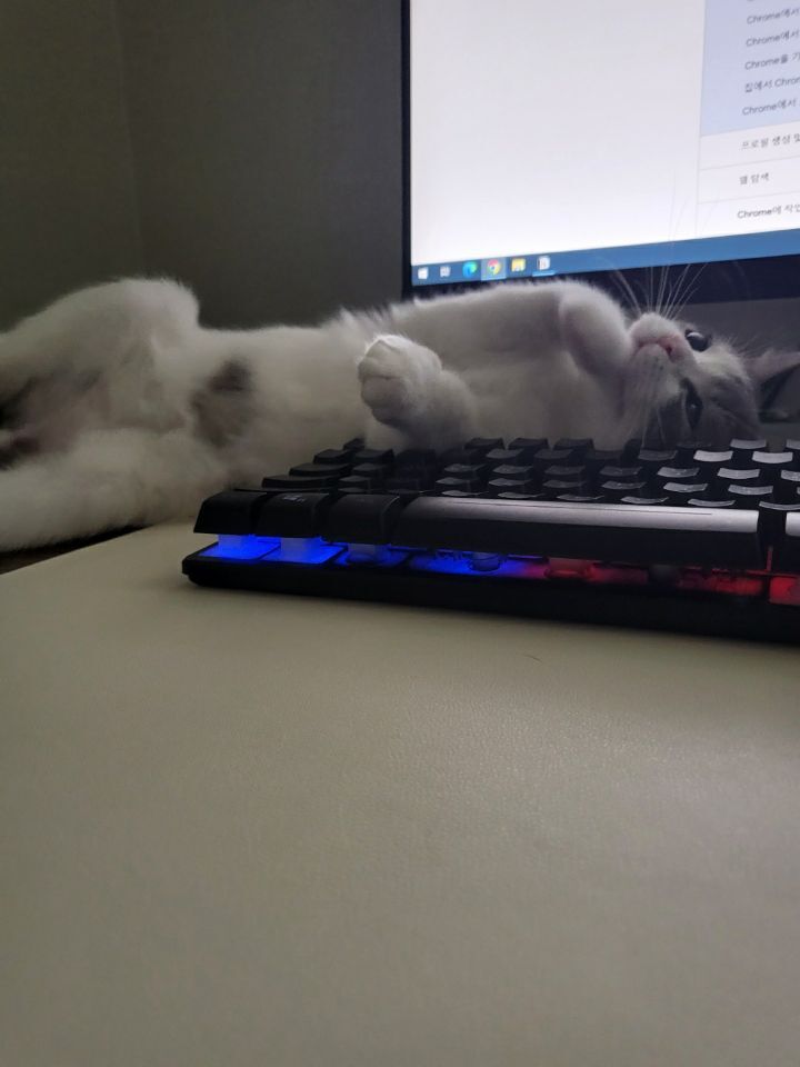 사람만큼 다양한 표정을 짓는 고양이 | 인스티즈