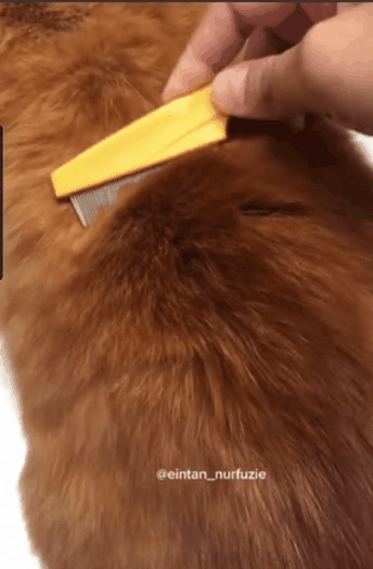 (혐오주의) 길고양이를 함부로 만지면 안되는 이유 | 인스티즈