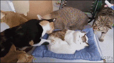 가짜 고양이 | 인스티즈