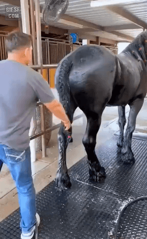 샤워하는 말 | 인스티즈