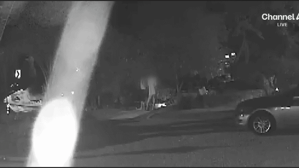 CCTV 공개된 거제 비비탄 노견 사망 사건.gif | 인스티즈