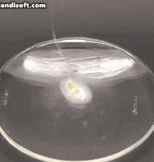 백린탄이 무서운이유 | 인스티즈