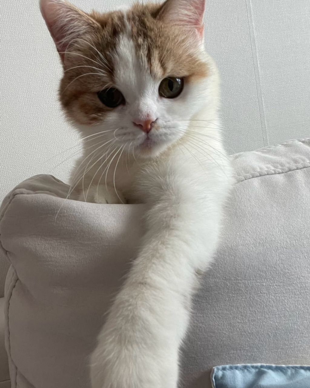 보호소냥이가 집냥이가 된 과정 | 인스티즈