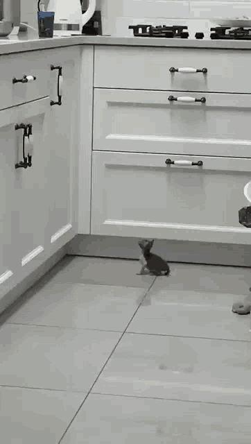아가냥의 놀라운 점프력.gif | 인스티즈