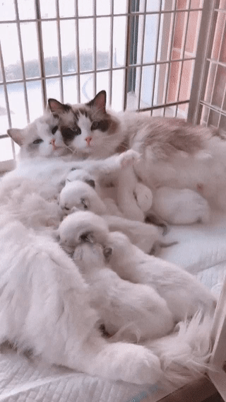화목한 고양이 가족 | 인스티즈
