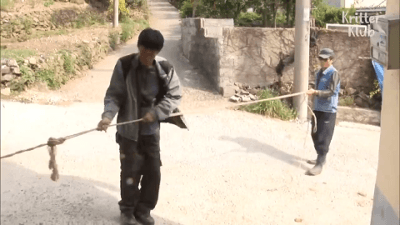 자신을 키워준 소가 팔려가자 슬퍼하는 댕댕이 .gif | 인스티즈