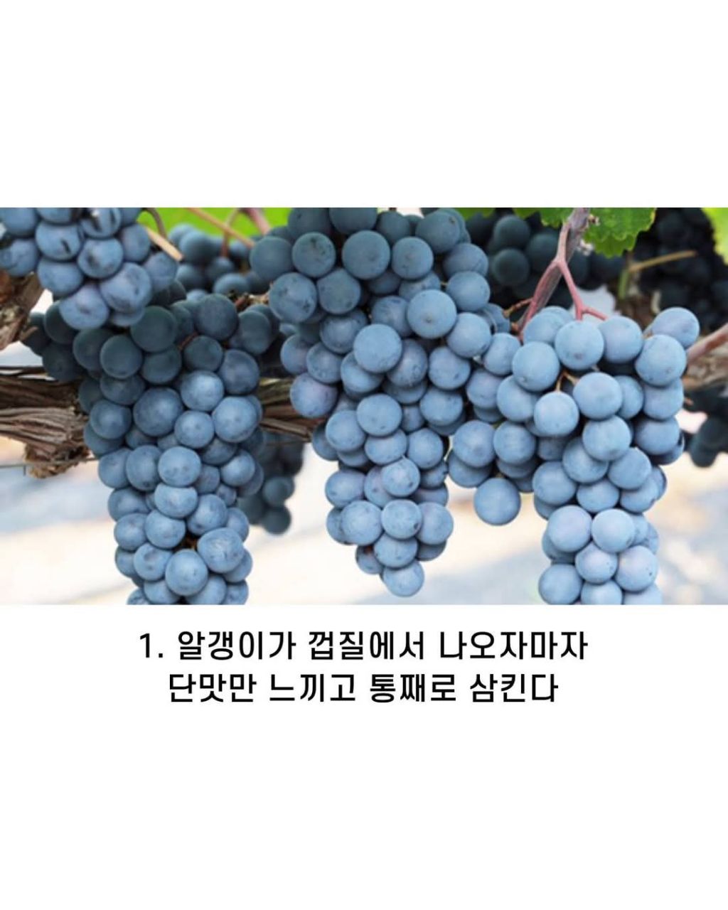 나의 포도 먹는 방법은? | 인스티즈