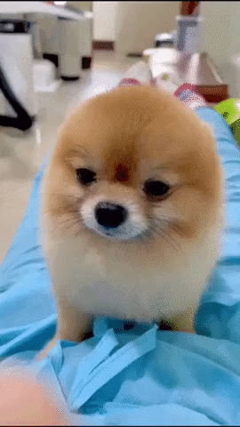 귀가 자라나는 댕댕이 .gif | 인스티즈