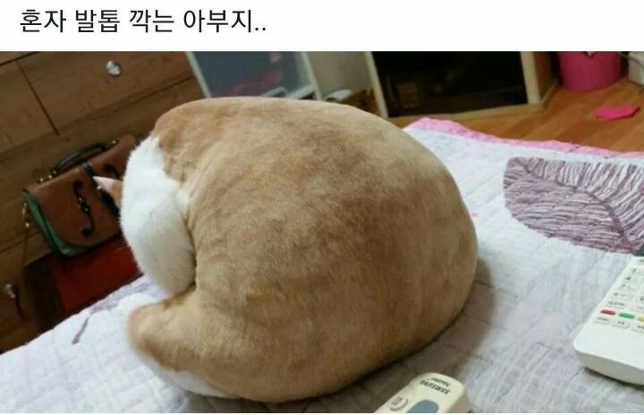어깨가 평양이세요 | 인스티즈