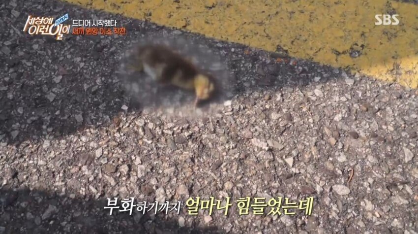 [세상에이런일이] 원앙 새끼 부화 시키기 레전드 ㄷㄷㄷ | 인스티즈