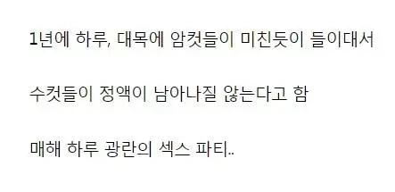 암컷 경쟁에 수컷 정액이 남아나질 않는다는 동물 | 인스티즈