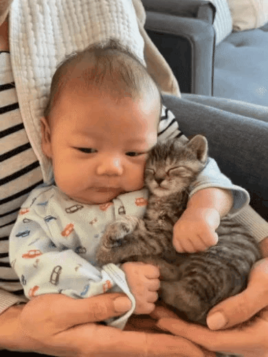 아기+고양이.jpg | 인스티즈