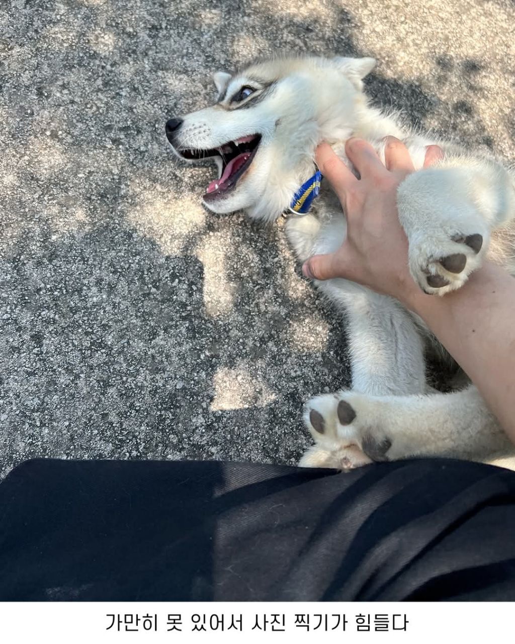 신기한 털무늬가 있는 댕댕이 | 인스티즈