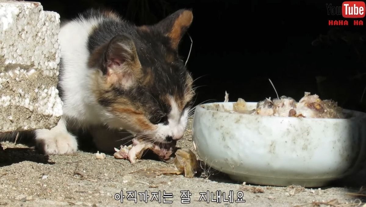[hahaha] 아기 삼색냥이 인생 최대의 도박 | 인스티즈