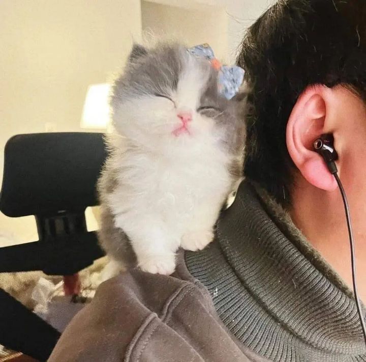 디코하면 도청하는 아깽이 | 인스티즈