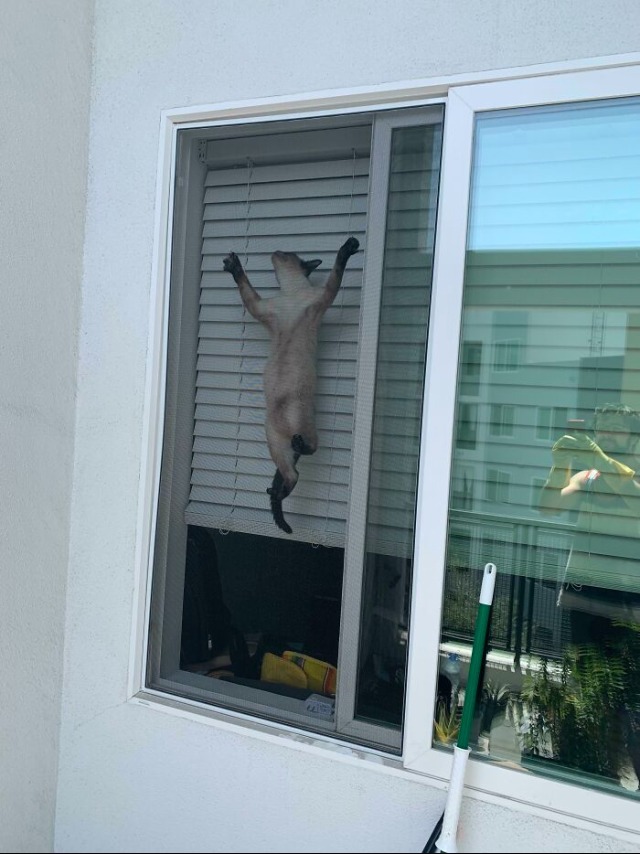 고양이 .jpg | 인스티즈