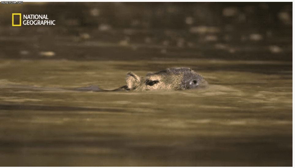 야생 카피바라가 천적인 재규어를 피하는 방법 | 인스티즈