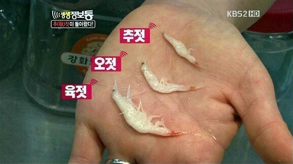 젓 크기 비교 | 인스티즈