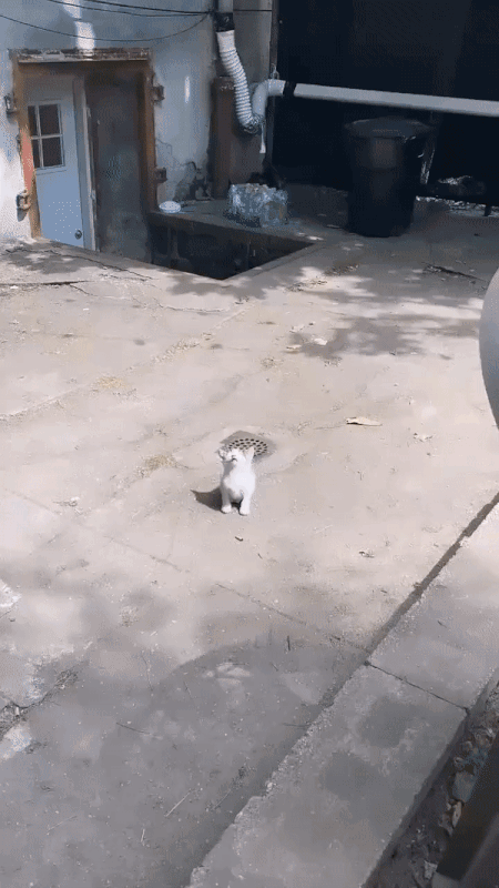 광합성하는 고양이 | 인스티즈