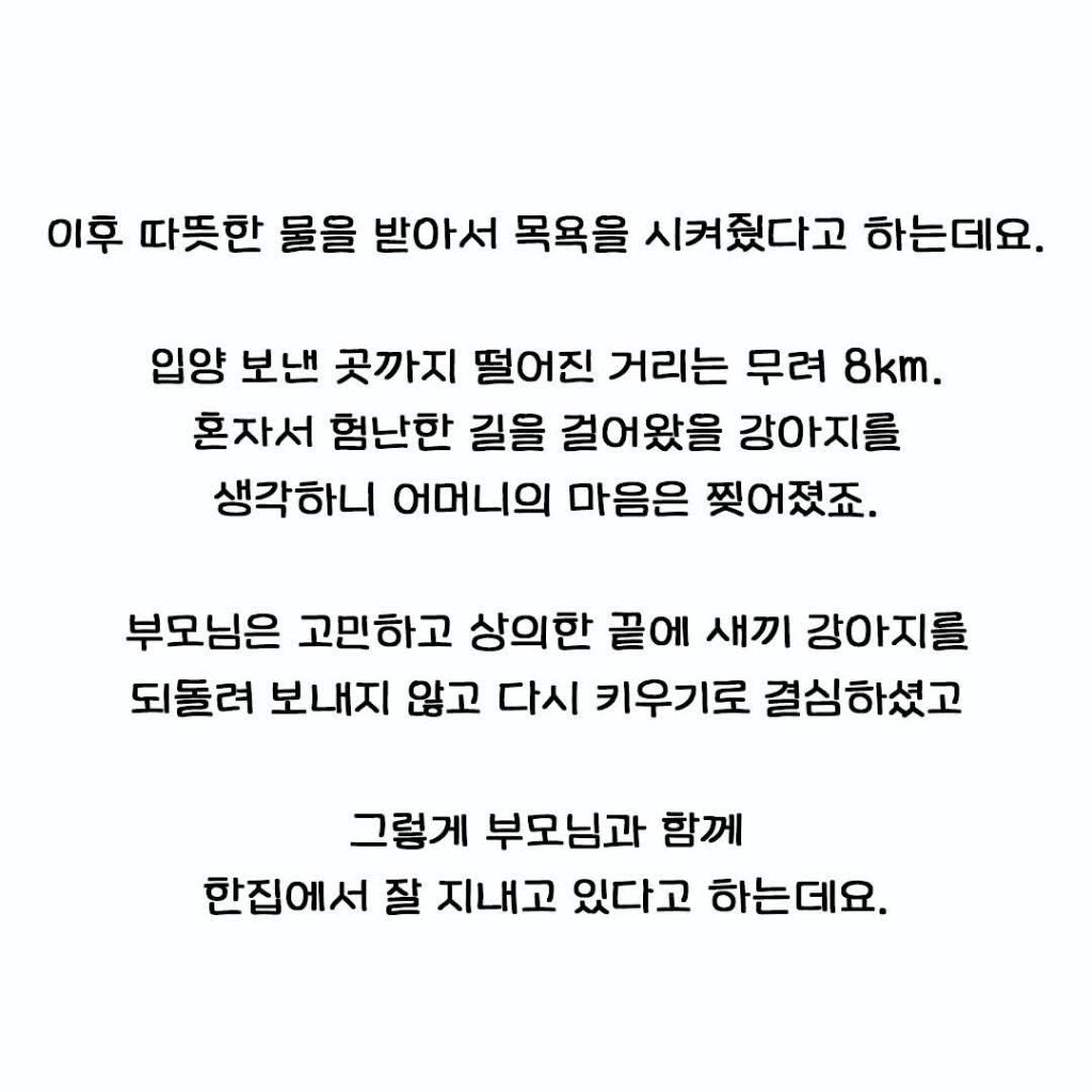 다른집에 분양보냈던 강아지가 집까지 찾아왔네요 | 인스티즈