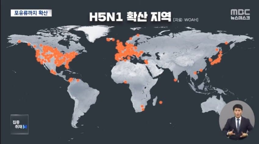 현재 전 세계로 퍼지고 있는 조류 독감.jpg | 인스티즈