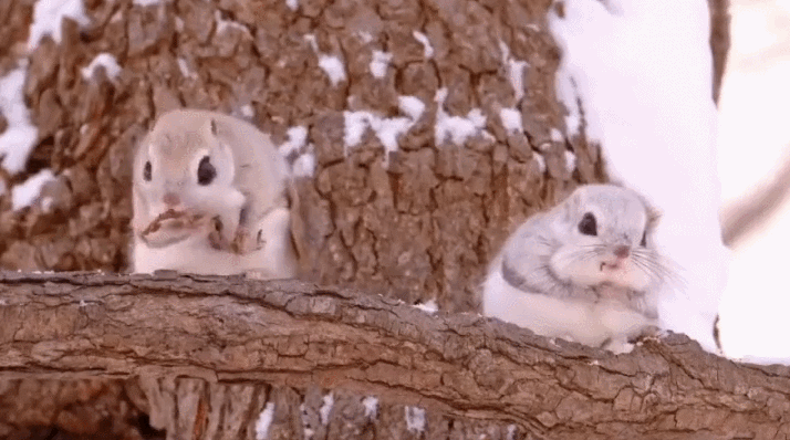 날수없는 하늘다람쥐의 사연 | 인스티즈