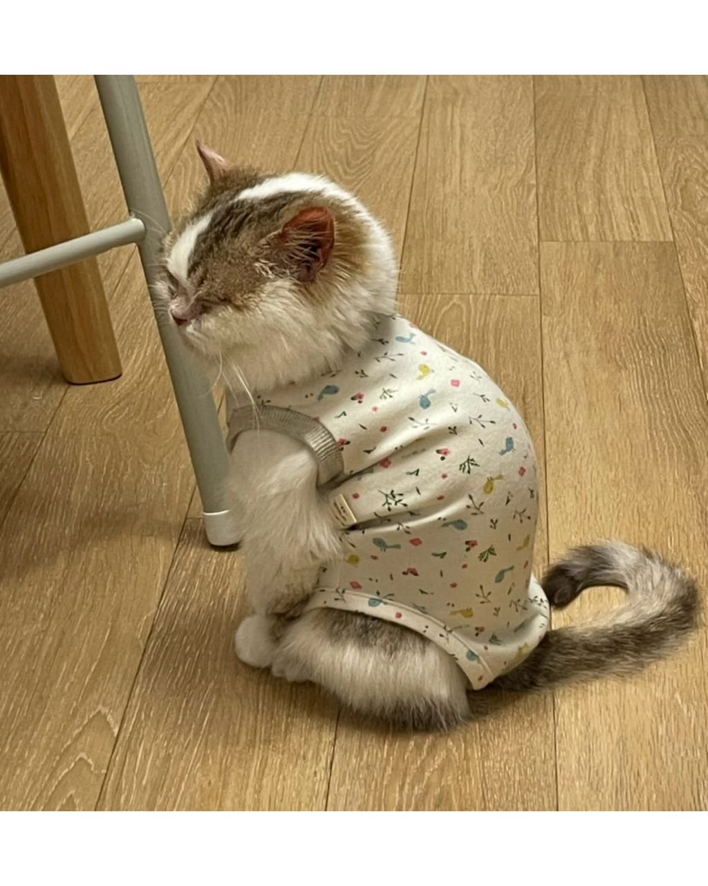 보호소냥이가 집냥이가 된 과정 | 인스티즈