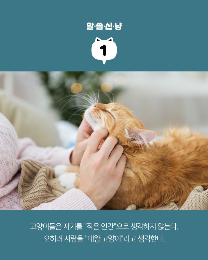 고양이들에 대한 tmi | 인스티즈