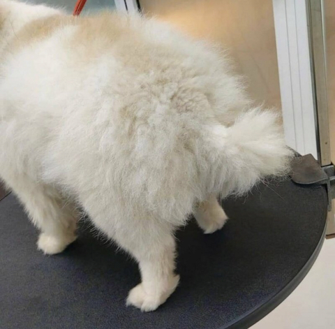 강아지 미용이 중요한 이유 | 인스티즈