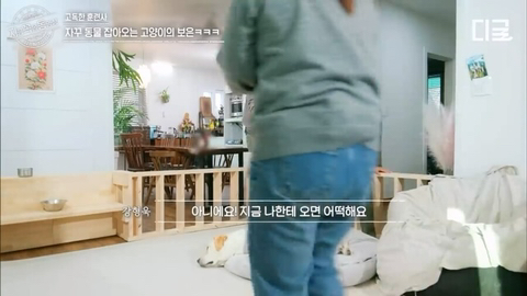 개랑 고양이 같이 키우는 집에서 방송하다 사고나서 깜짝 놀란 강형욱 | 인스티즈