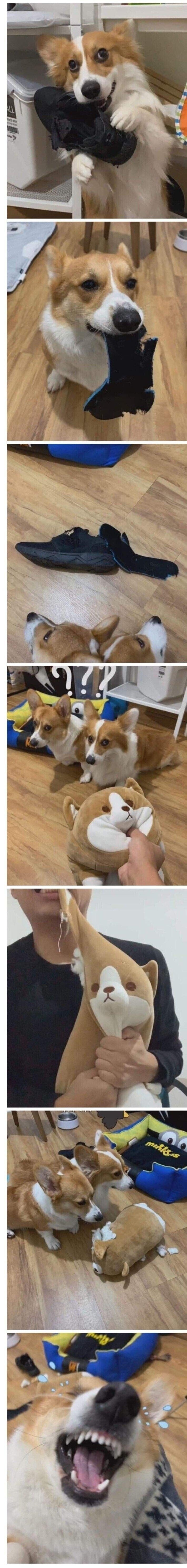 반려견 역지사지 | 인스티즈