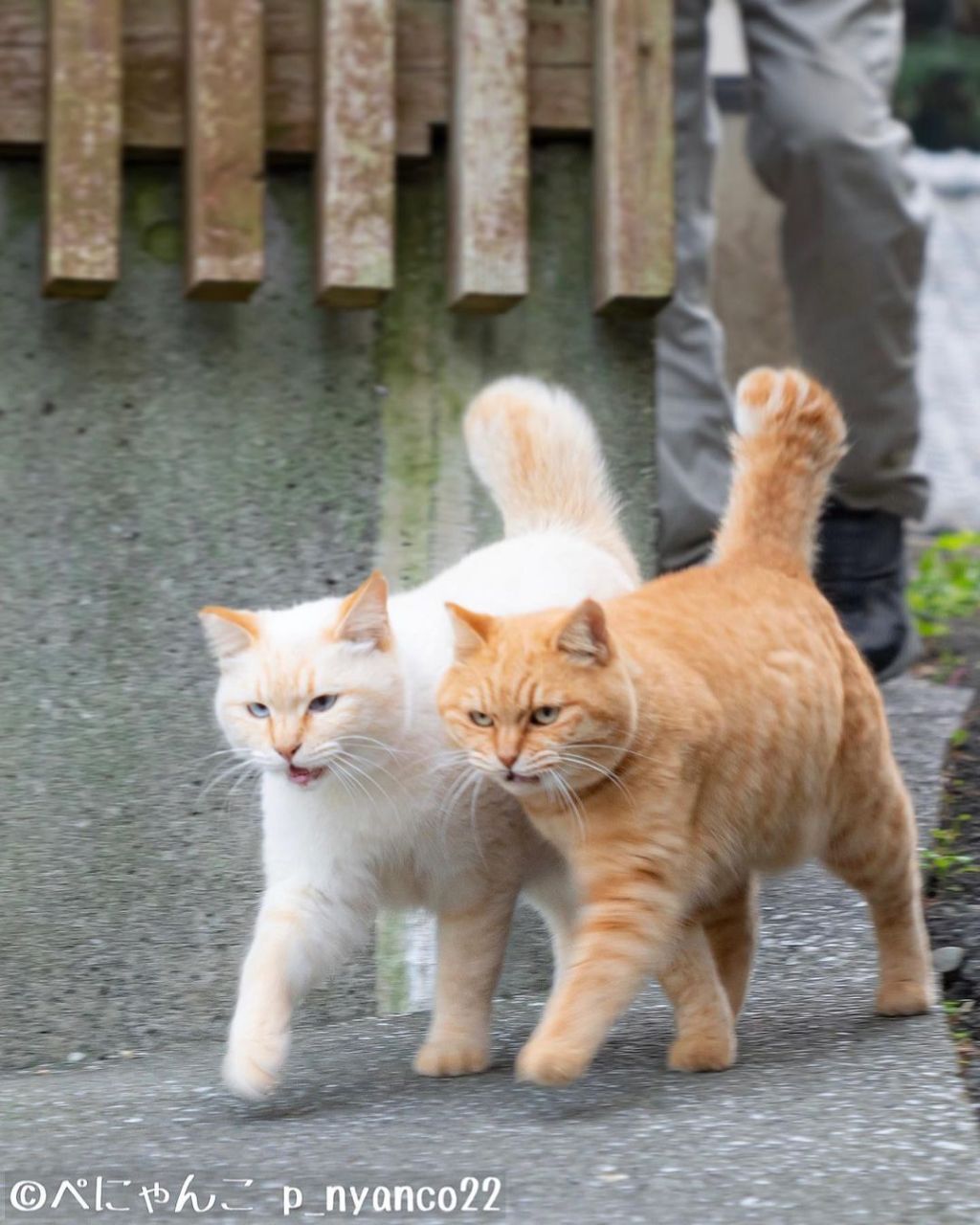짝지어다니는 섬고양이들 | 인스티즈