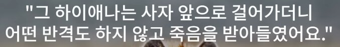 인간외에 자살을 선택하는 동물이 있을까? | 인스티즈