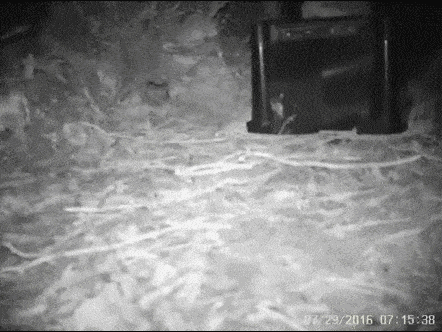 사람들이 잘 모르는 키위의 진실.jpg | 인스티즈