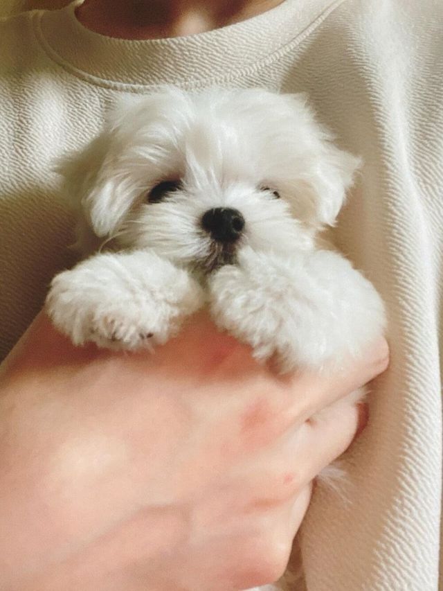 옆집 새끼강아지 베란다로 넘어옴 ㅋㅋ | 인스티즈