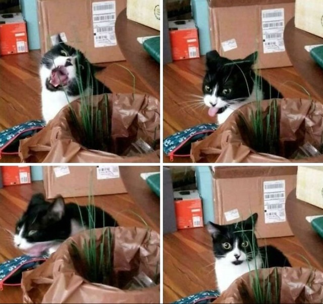 고양이 .jpg | 인스티즈