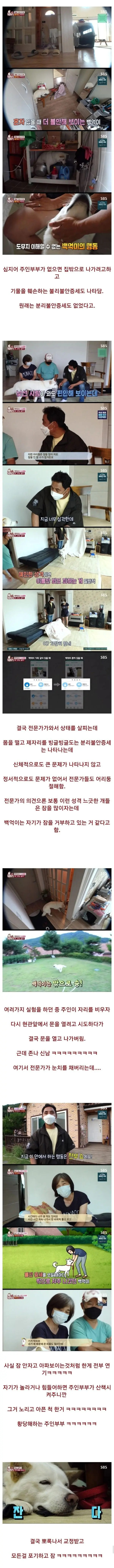 충격적 결말이었던 불면증이 있는 개 | 인스티즈
