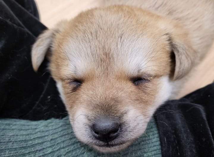 사무실에 있는 댕댕이들 | 인스티즈