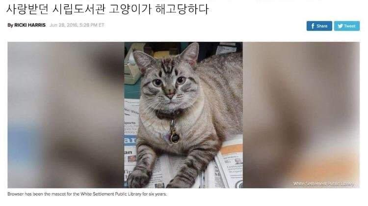 원수 갚은 고양이 | 인스티즈