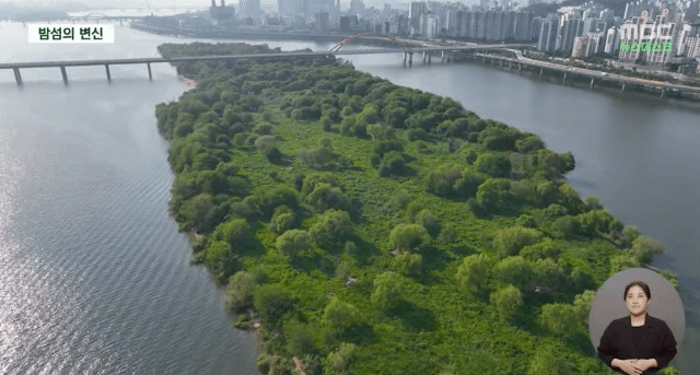 사람 발길이 끊긴 한강 밤섬 6.4배나 더 커졌다 | 인스티즈