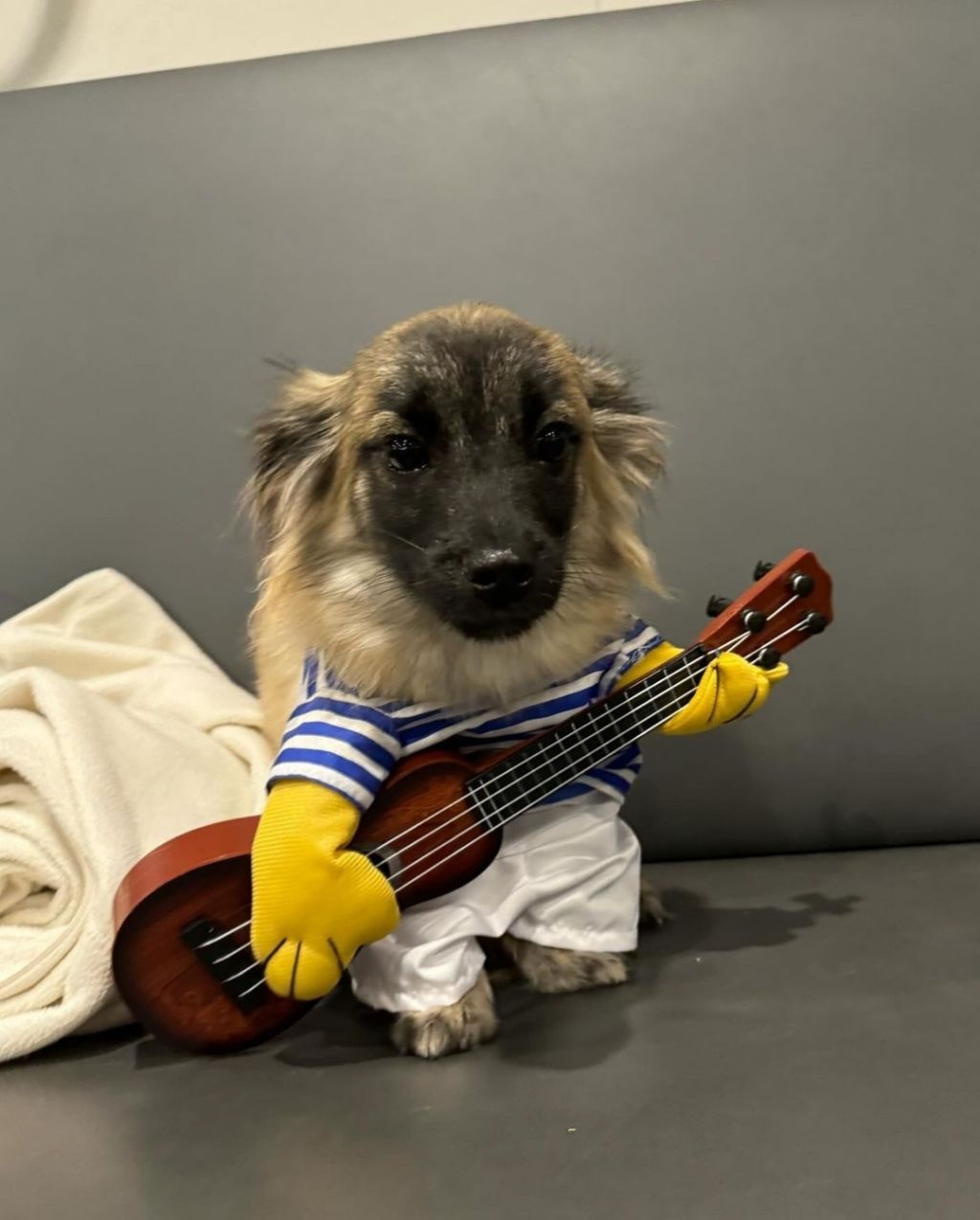 단 며칠만에 인스타 27만 팔로워 찍은 강아지 못생긴 노을이 | 인스티즈