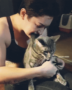 고양이 발톱 깎기.gif | 인스티즈