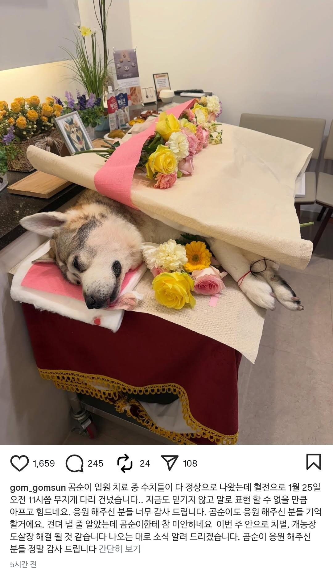 남의 개를 8만원에 판 식당주인, 그걸 또 25만원에 판 가스회사 직원, 곰순이 근황 | 인스티즈