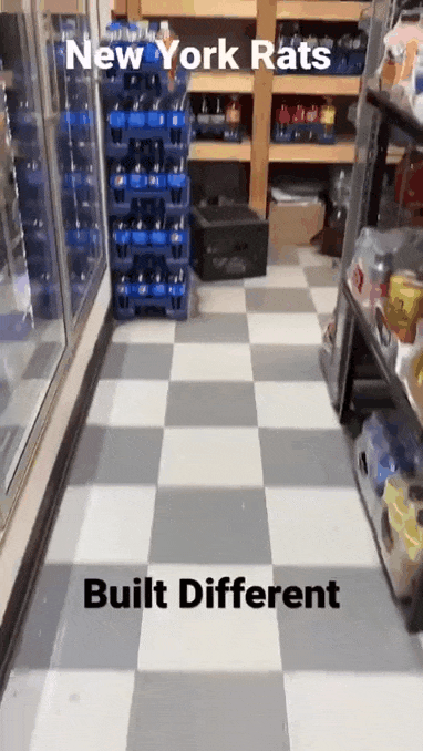 미국에서 볼수있다는 흔한 쥐 크기 | 인스티즈